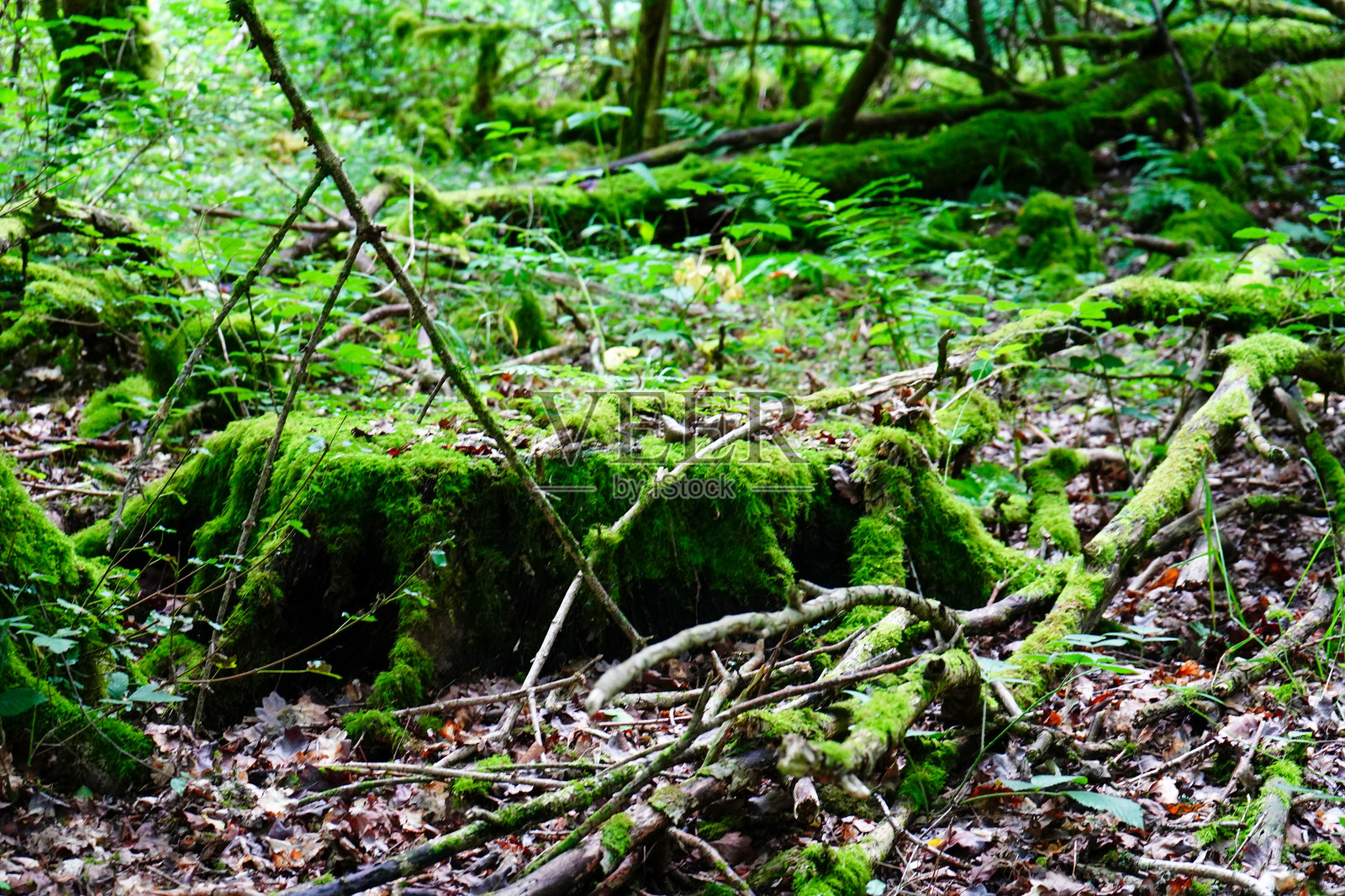 长满苔藓的茂密森林树木照片摄影图片
