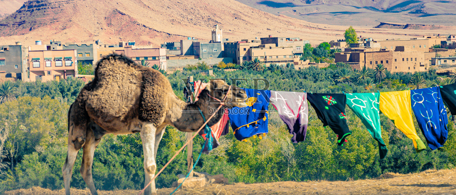 摩洛哥的骆驼照片摄影图片