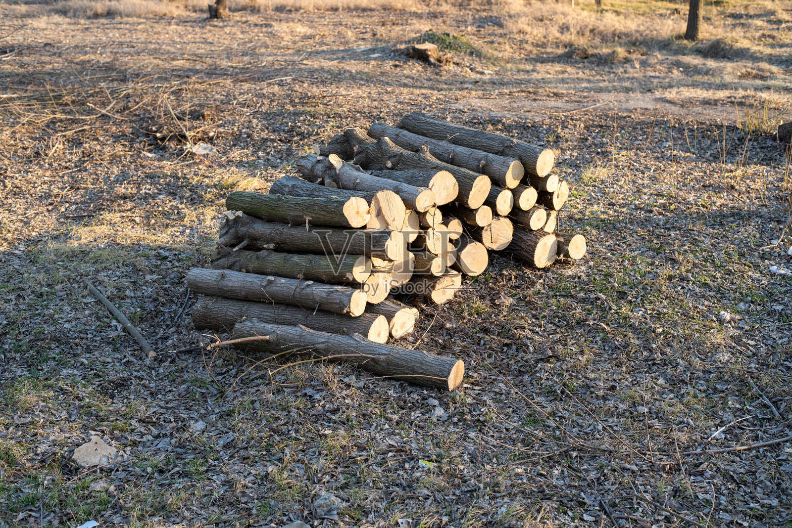 堆叠的松树树干在林业场景中照片摄影图片