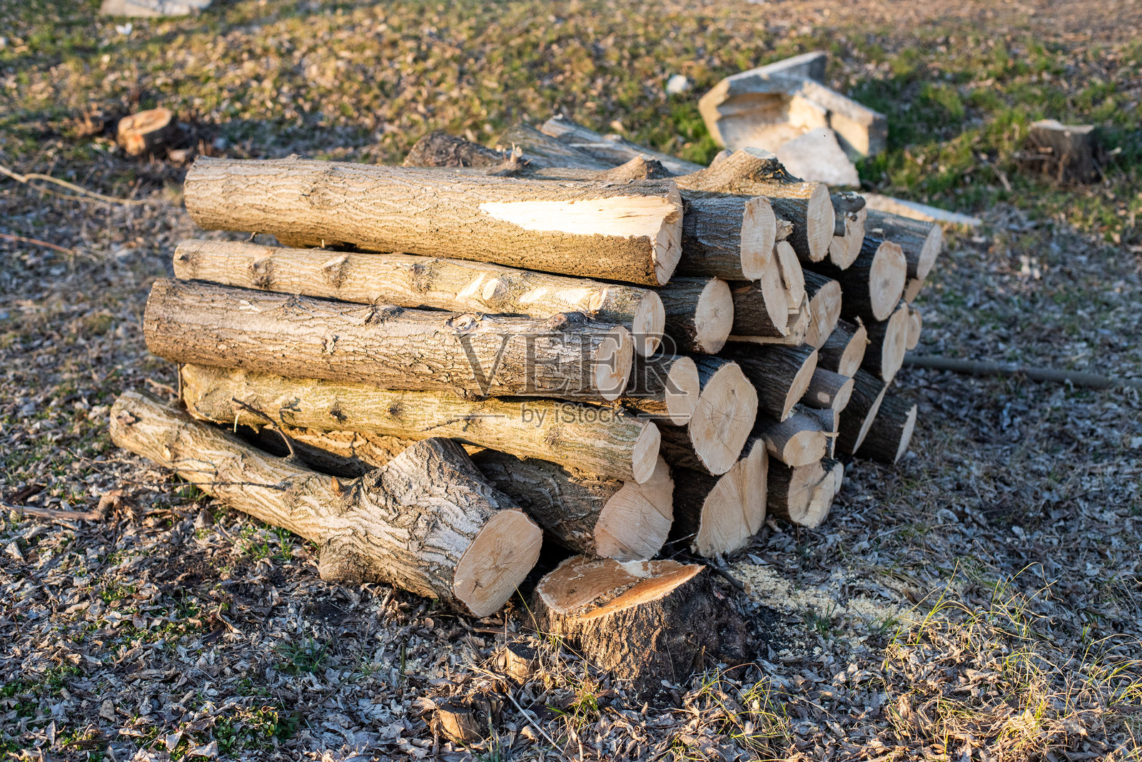 堆叠的松树树干在林业场景中照片摄影图片