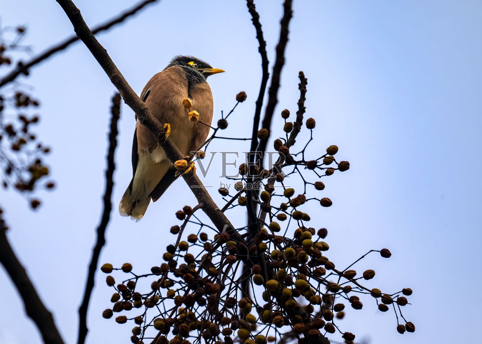 八哥鸟栖息在带有浆果的树枝上。照片摄影图片