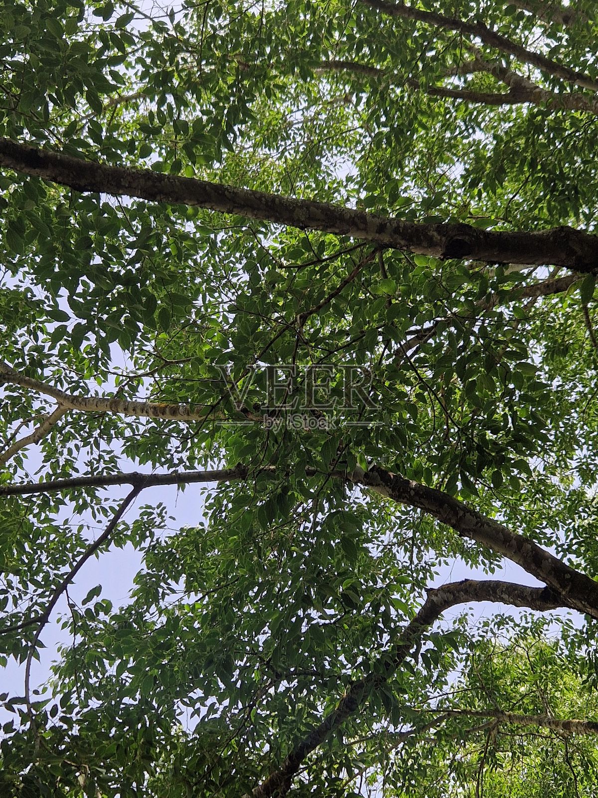 蓝天下的绿色树木照片摄影图片