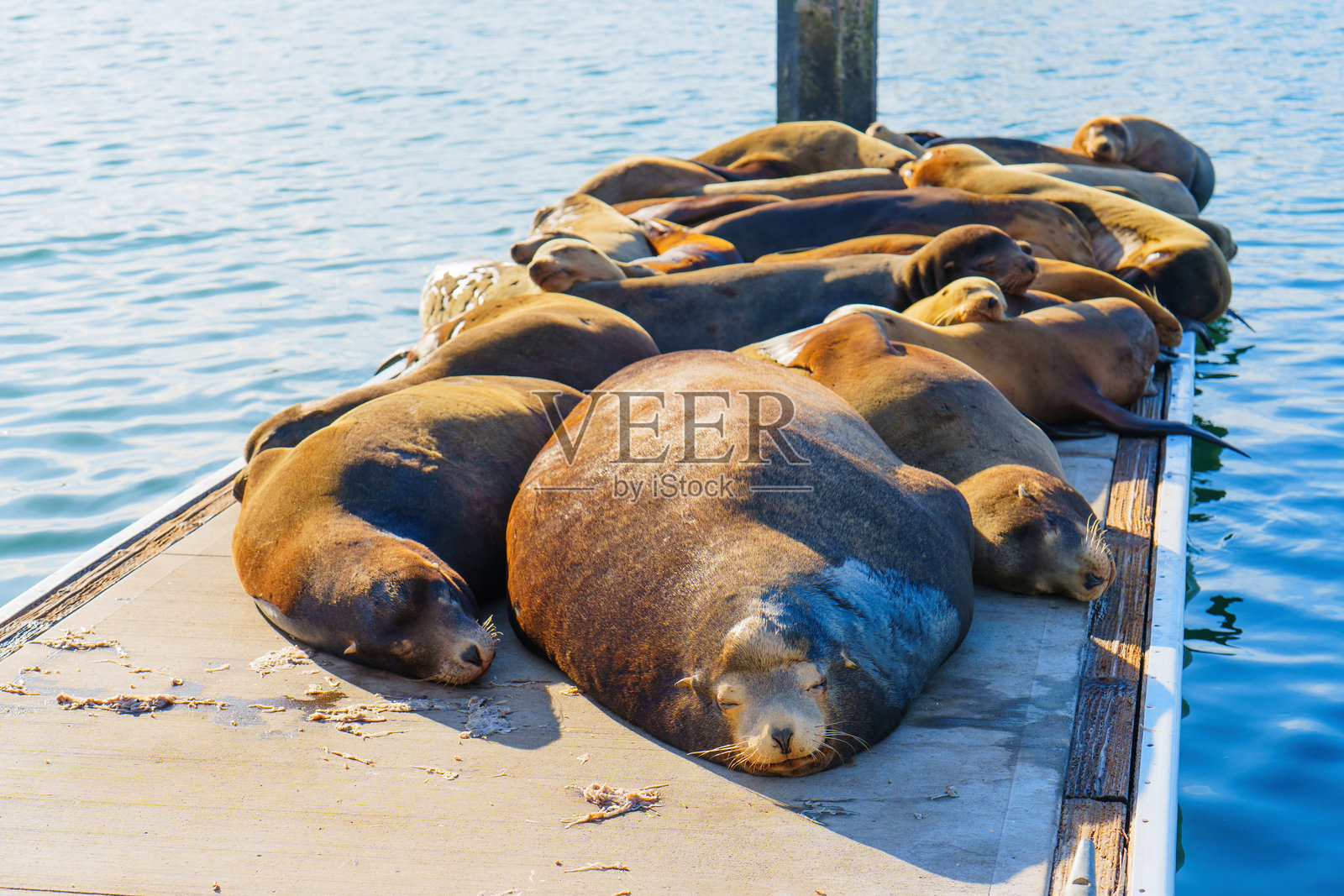 海狮在码头上形成一个温馨的堆叠照片摄影图片