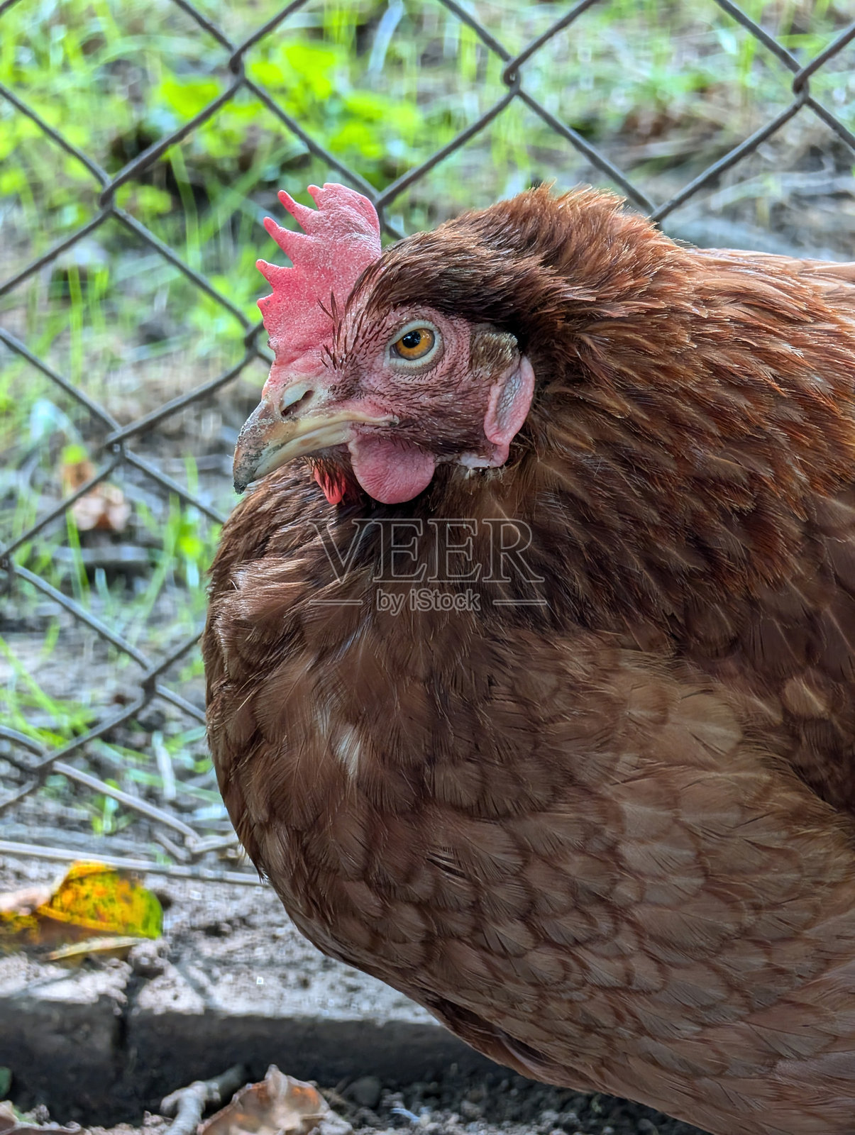 小农场的红母鸡头部照片摄影图片