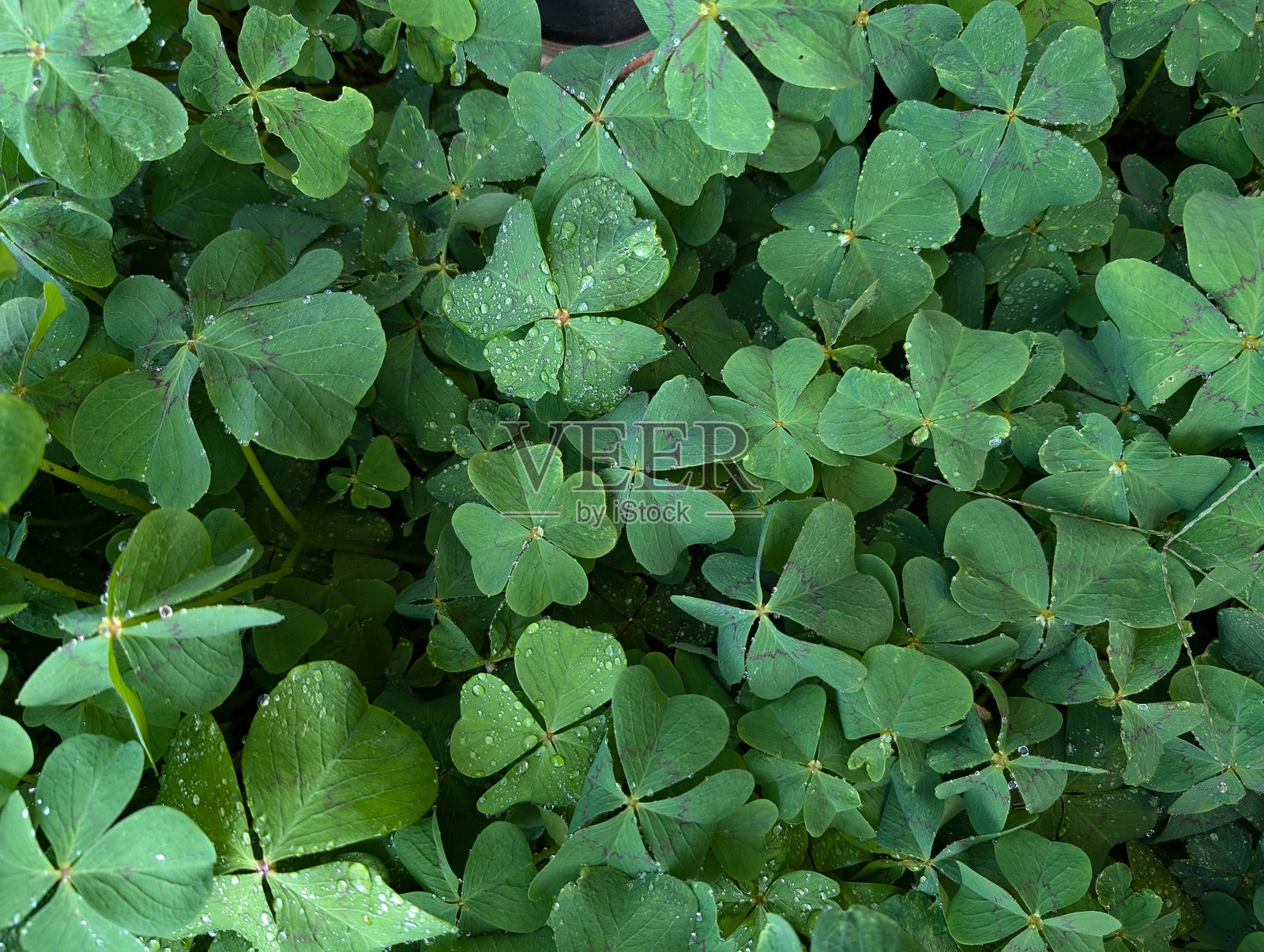 四片带小水珠的叶子照片摄影图片