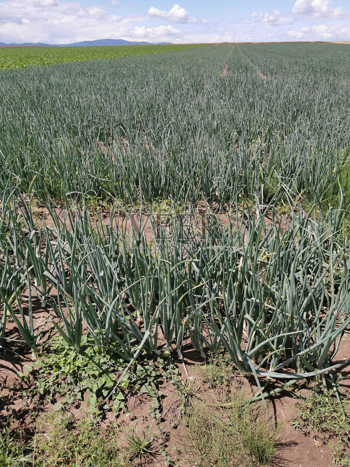 夏季的洋葱田照片摄影图片