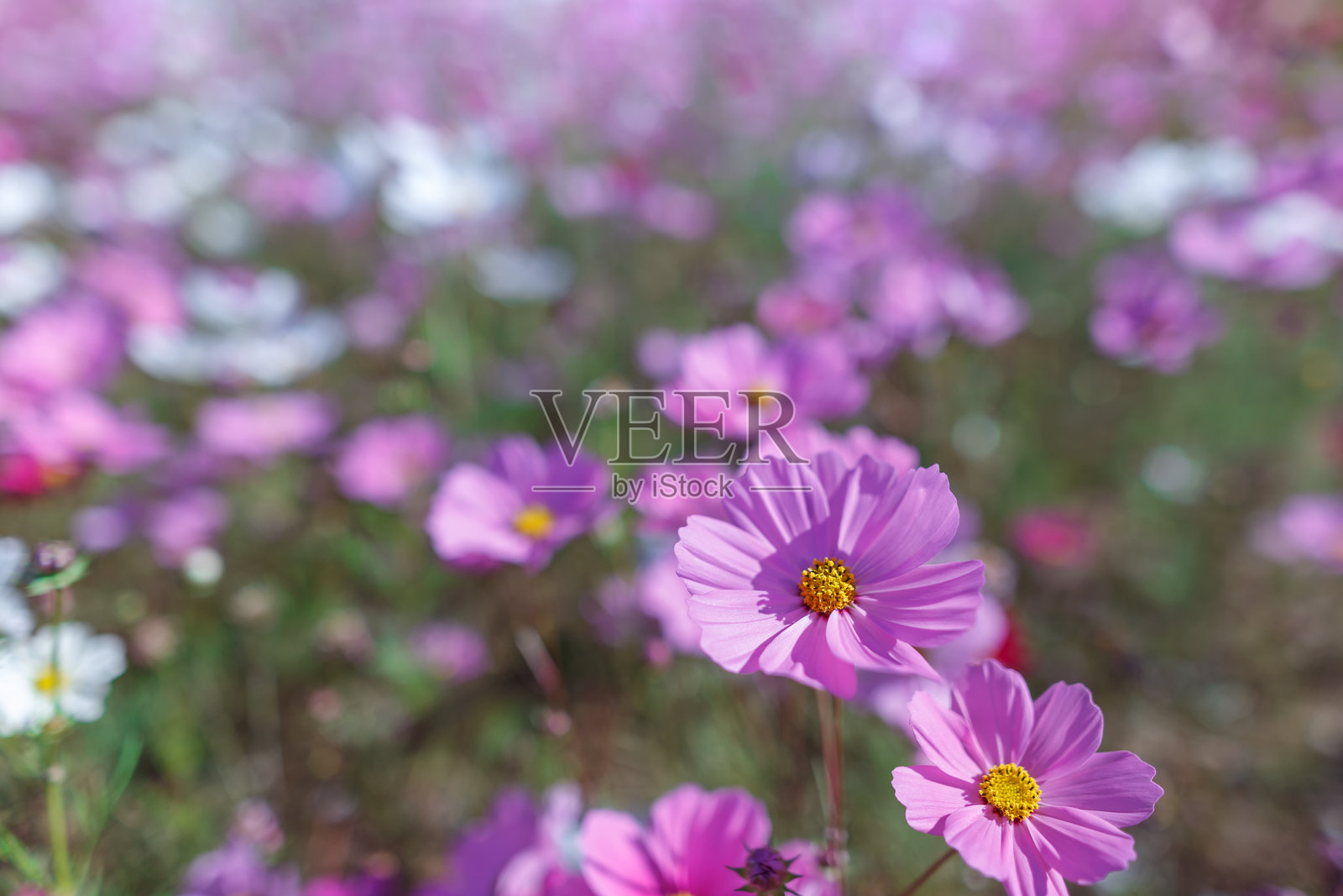 花朵（常见的宇宙花）照片摄影图片