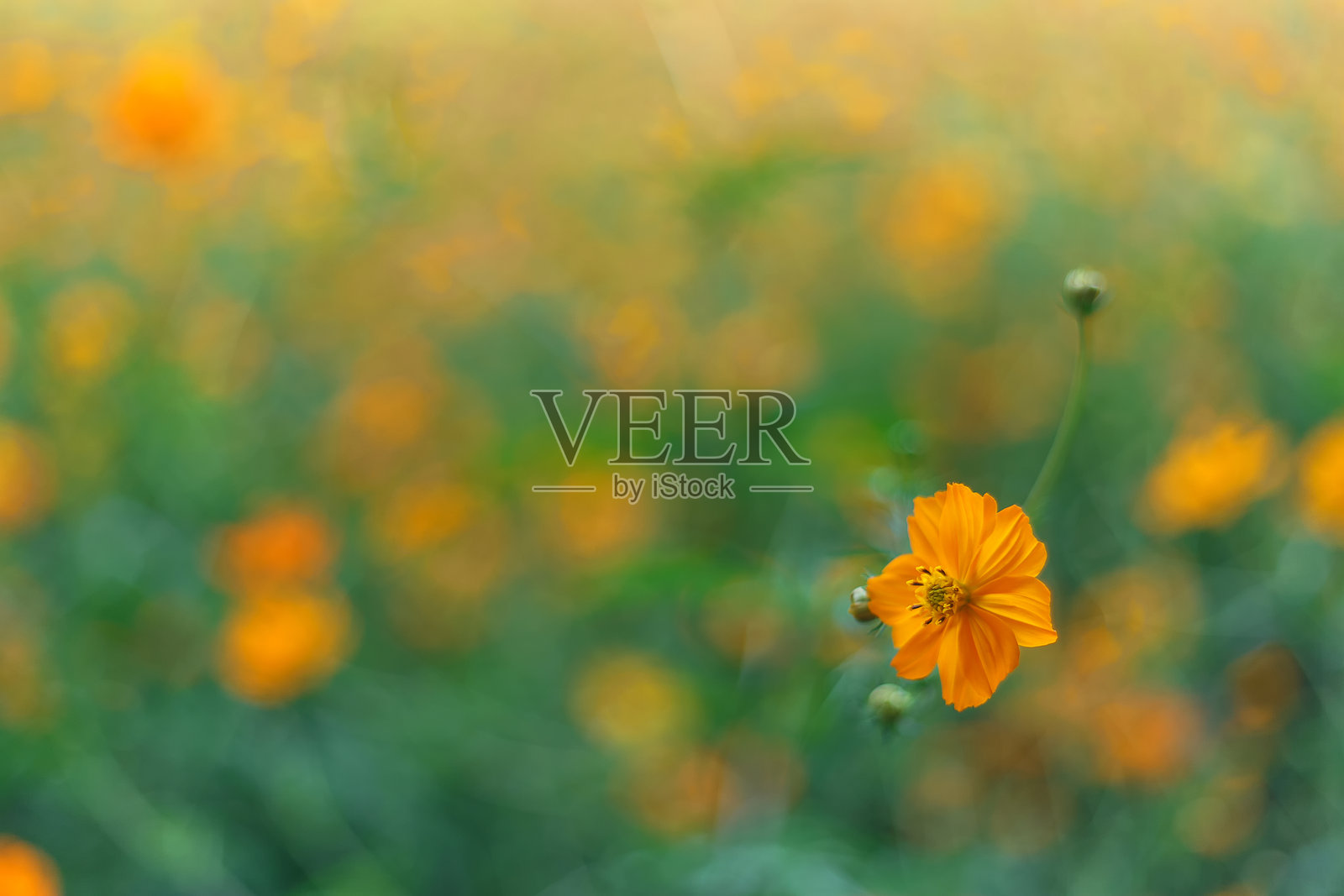 花朵（黄花大戟）照片摄影图片