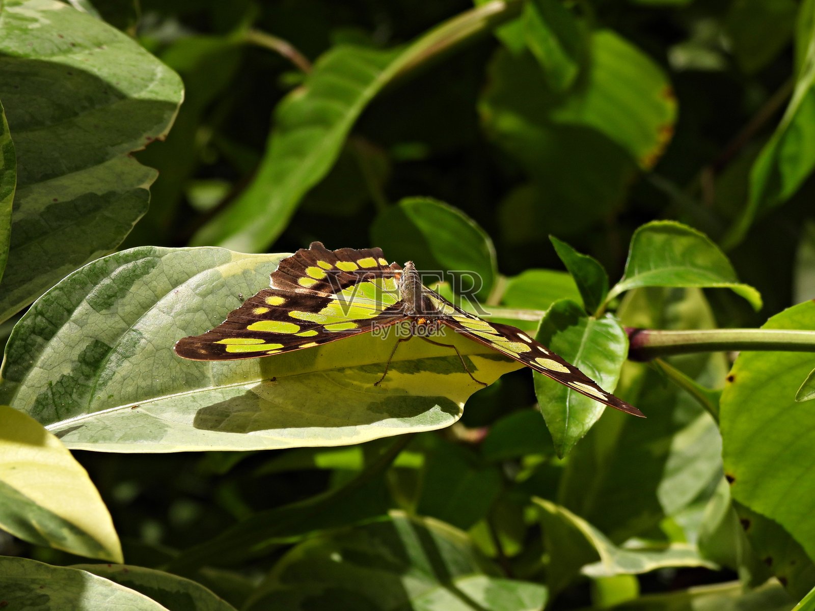孔雀石蝴蝶（Siproeta stelenes）栖息在叶子上，翅膀展开 - 正面视图照片摄影图片