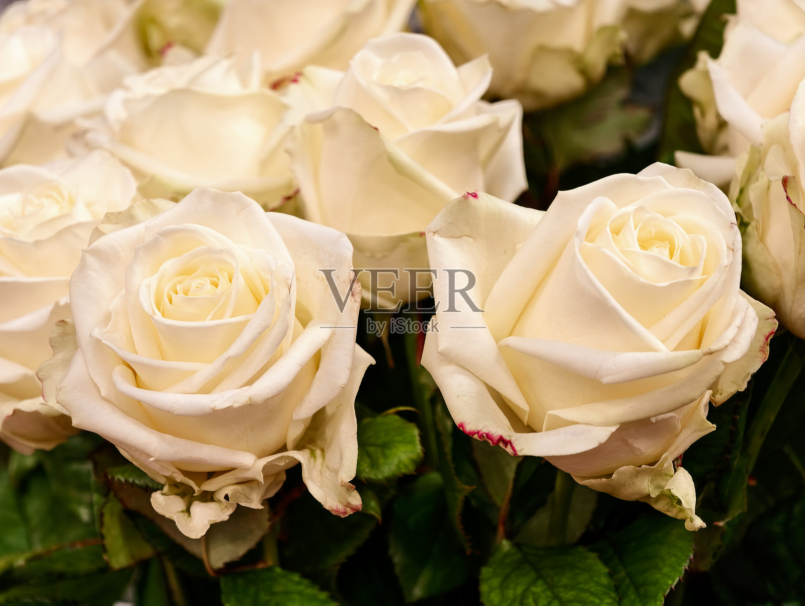 美丽的白玫瑰花束，新鲜自然的花朵，婚礼浪漫，花卉布置，纯净优雅的花园盛开，爱情周年纪念礼物，摄影背景照片摄影图片