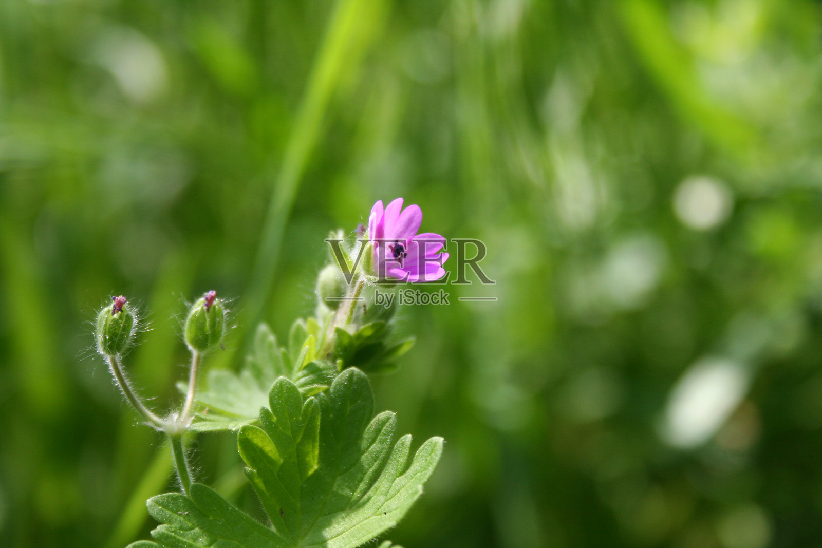 小小的天竺葵花，鲜艳的粉红色花朵，娇嫩的花瓣绽放，细小的花蕾，四周环绕着绿色的叶子，草地风景，野生草甸。照片摄影图片