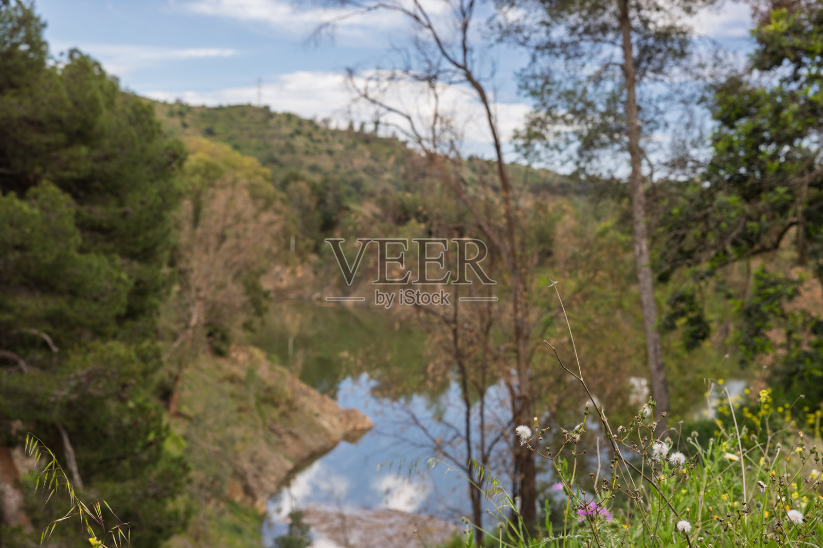 野花在俯瞰风景如画的湖泊和森林的山丘上盛开照片摄影图片