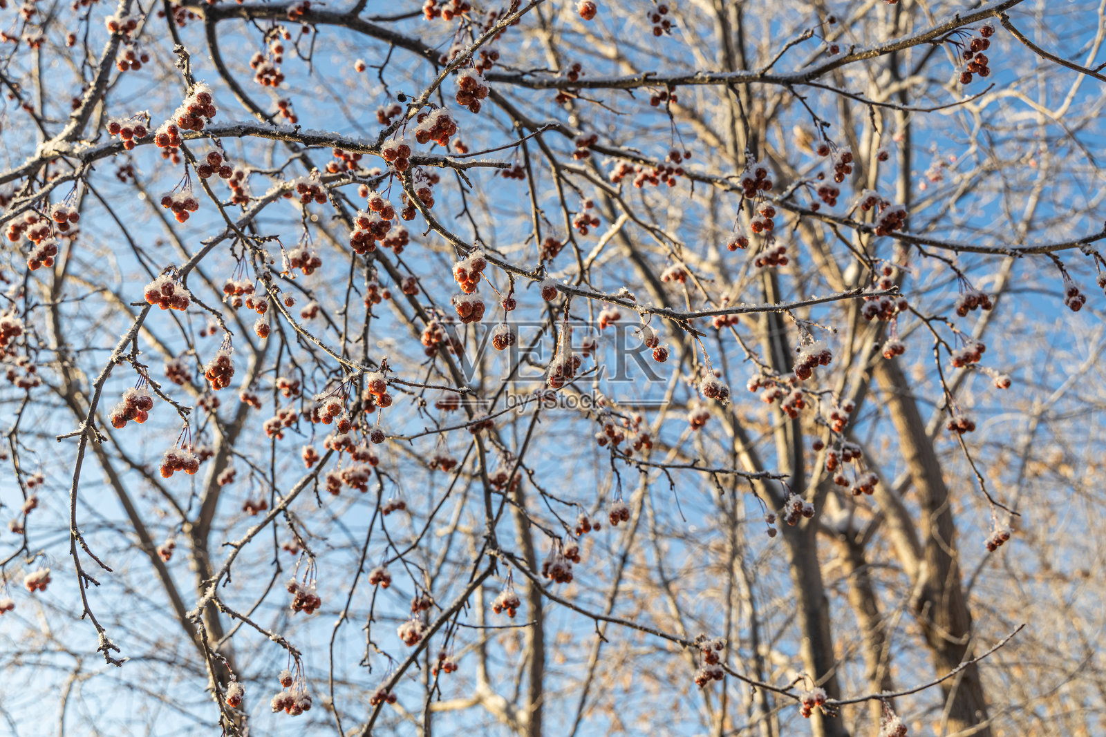 一片光秃秃的野苹果树上挂满了小而鲜艳的红苹果，冬天的公园里白雪皑皑，背景是蓝天。照片摄影图片