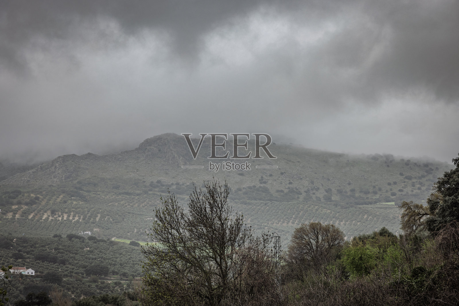 雾气笼罩着西班牙安达卢西亚的起伏山丘和橄榄树林照片摄影图片