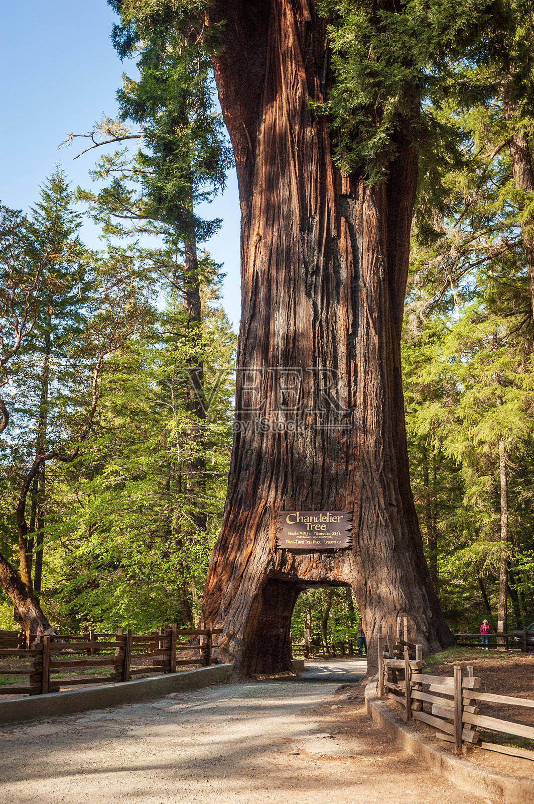 加州香灯的隧道路照片摄影图片