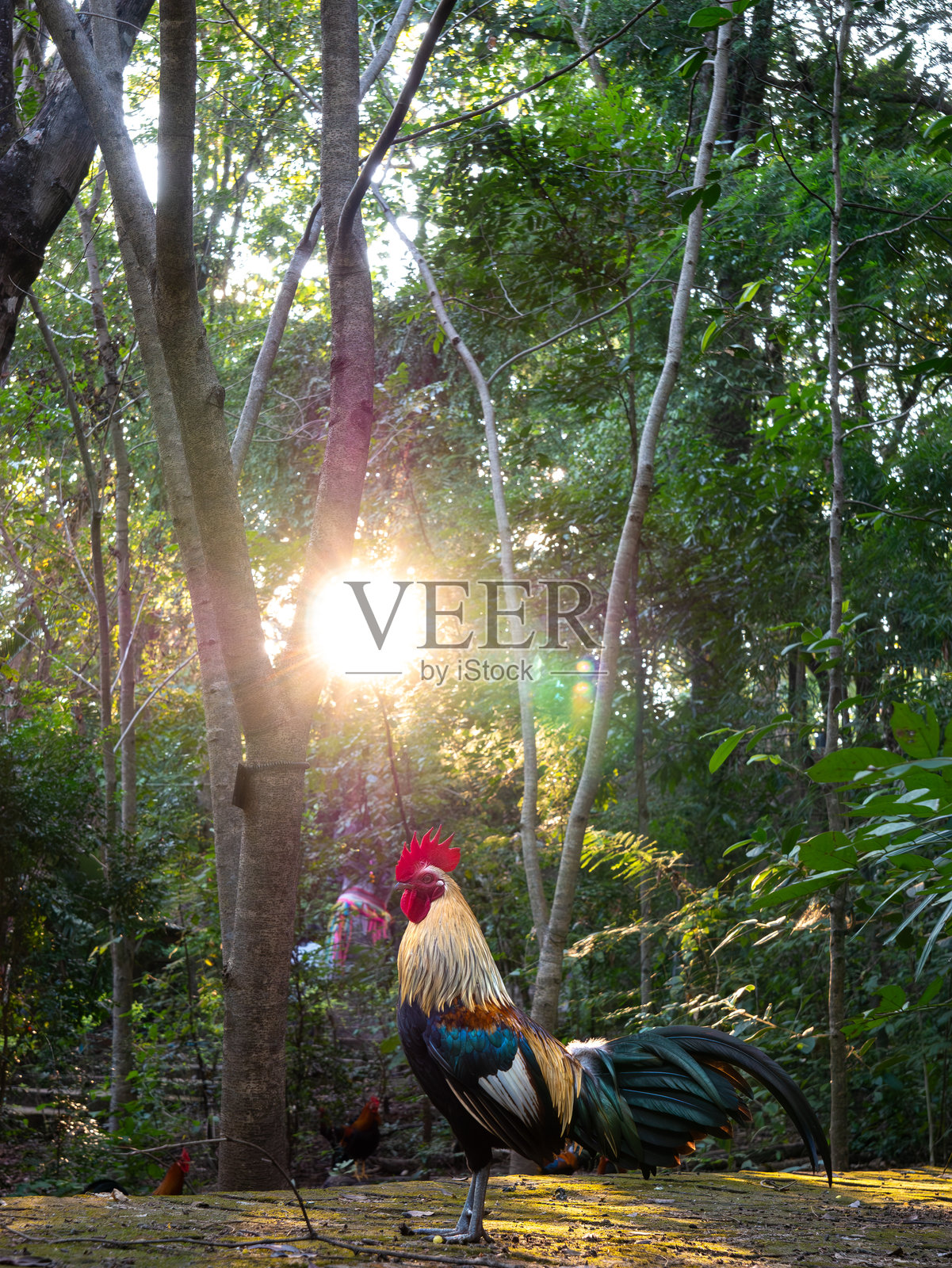 金色时光的公鸡照片摄影图片