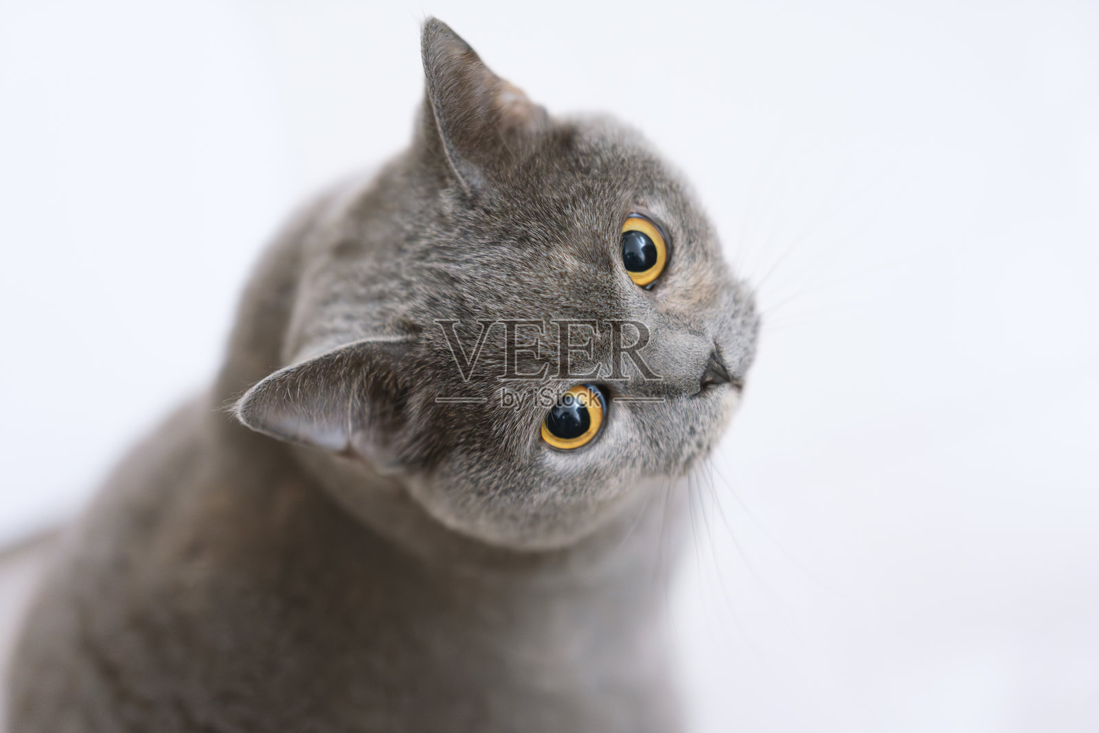 蓝色英国短毛猫躺在地板上，睁着大眼睛看着镜头。照片摄影图片