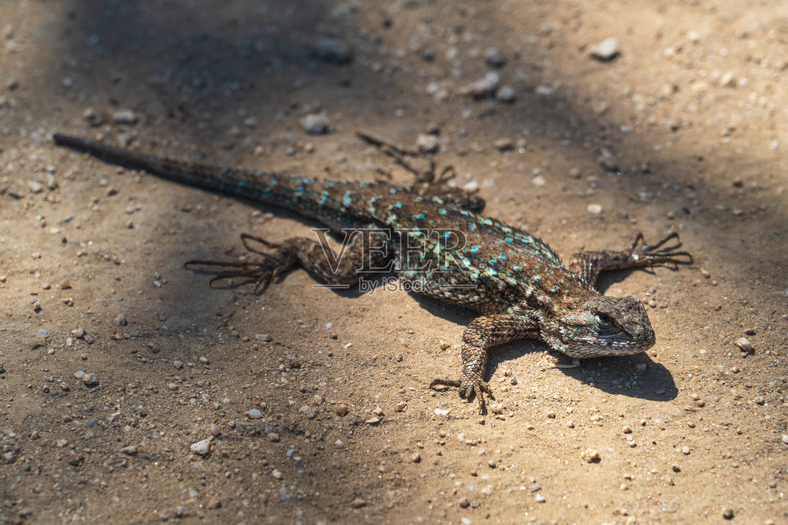 在加兰德牧场区域公园晒太阳的蜥蜴照片摄影图片