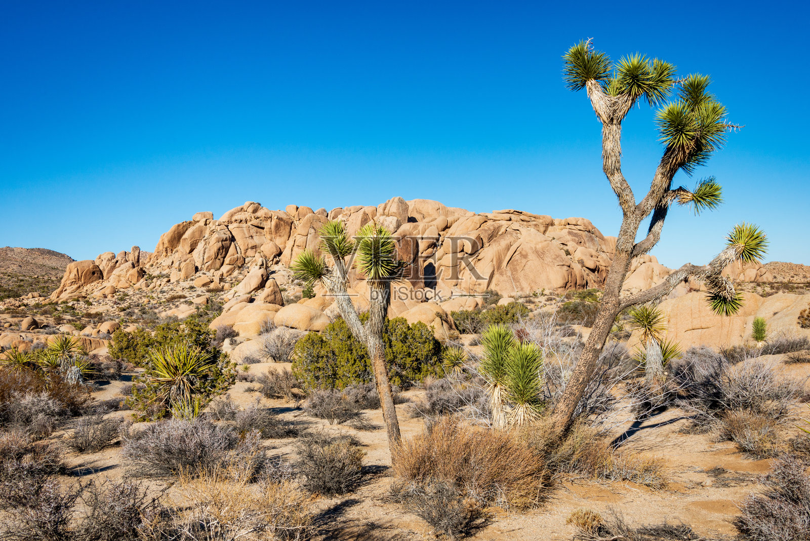 约书亚树国家公园的约书亚树仙人掌照片摄影图片