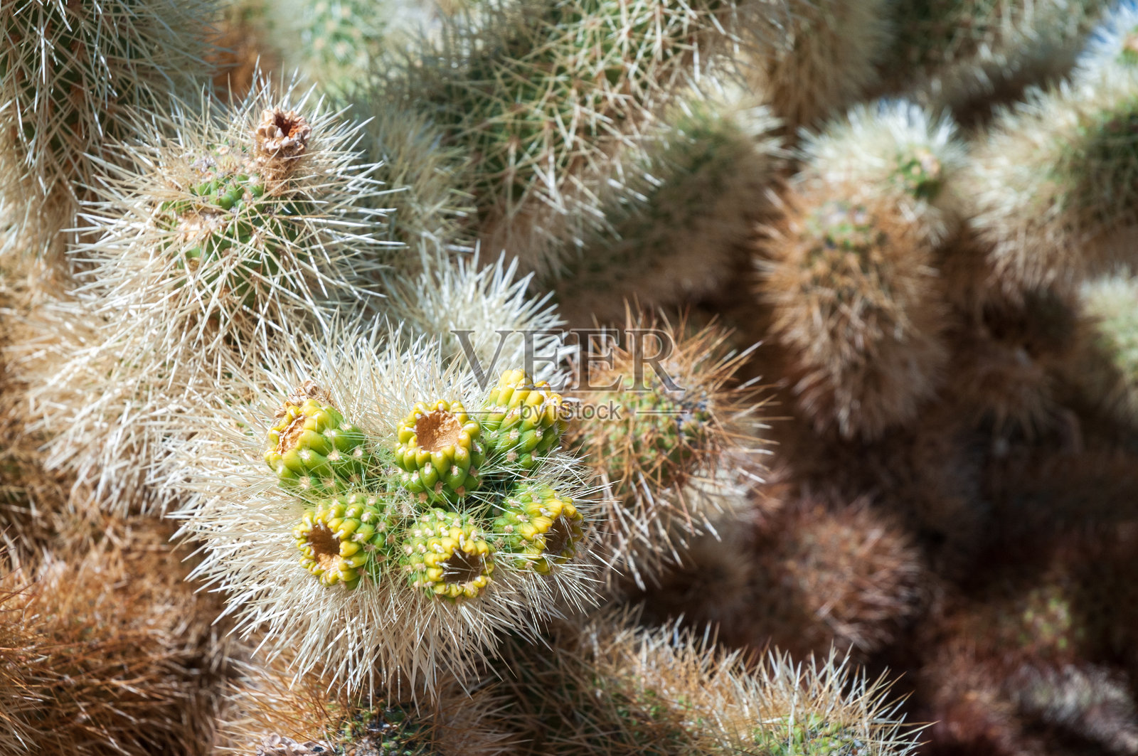 约书亚树国家公园的泰迪熊乔拉仙人掌照片摄影图片