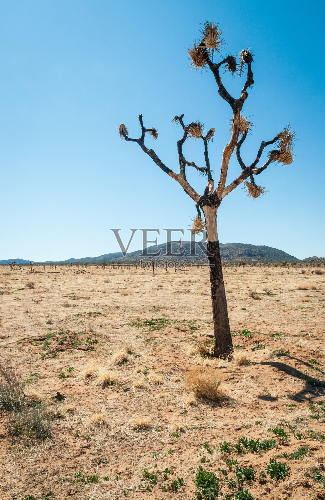 约书亚树国家公园的约书亚树仙人掌照片摄影图片