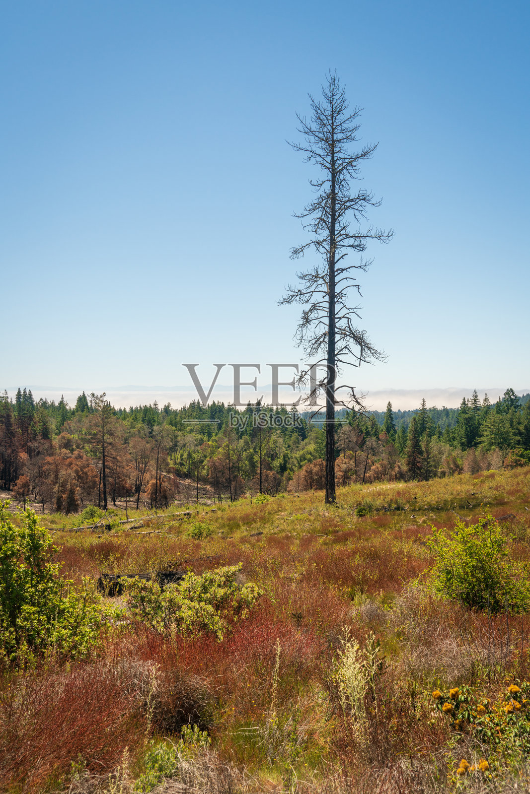 亨利·科威尔红木州立公园的火灾损坏树木照片摄影图片