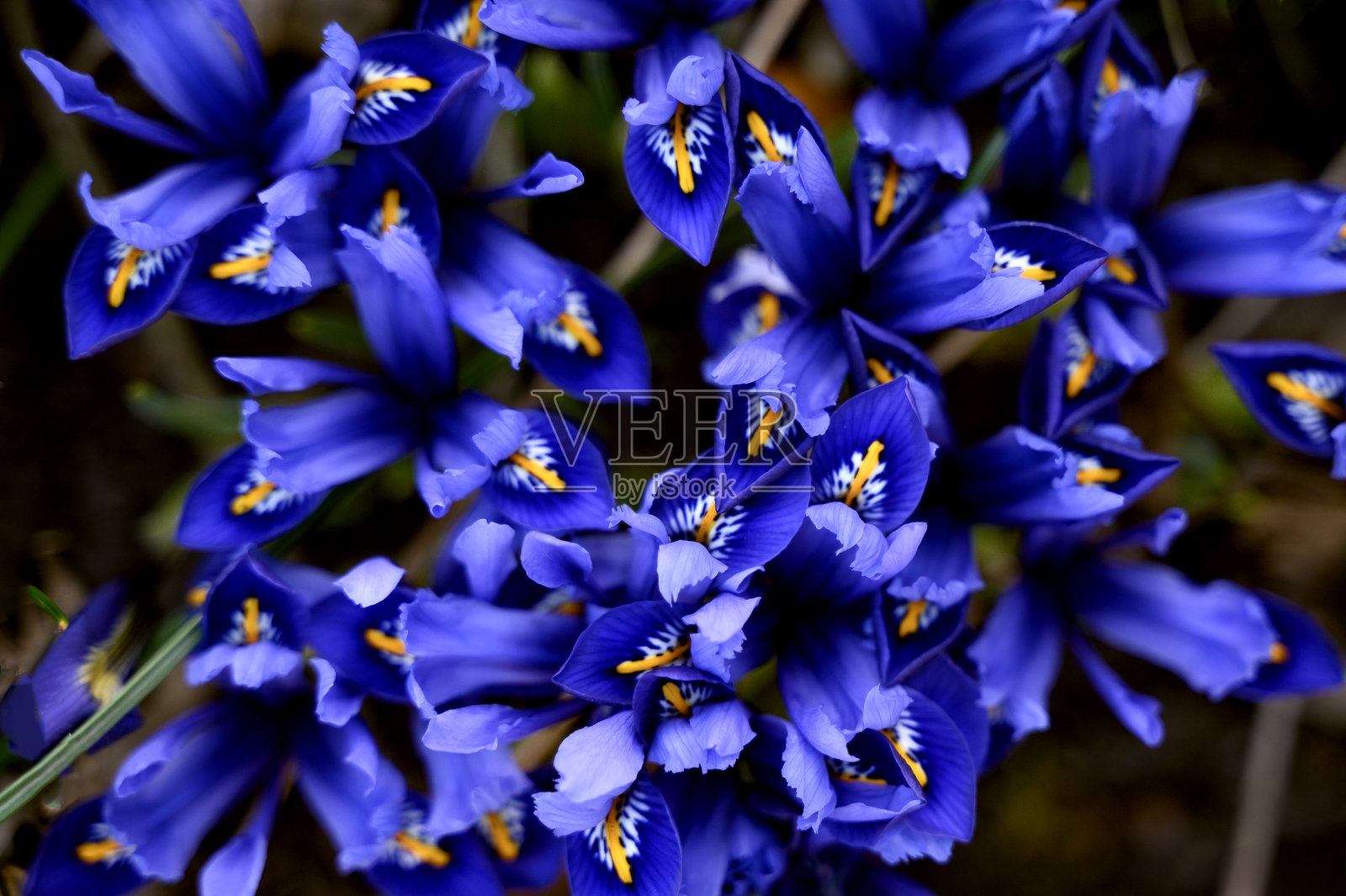 网状鸢尾花“和谐”矮种鸢尾特写，一束深蓝色的花朵照片摄影图片