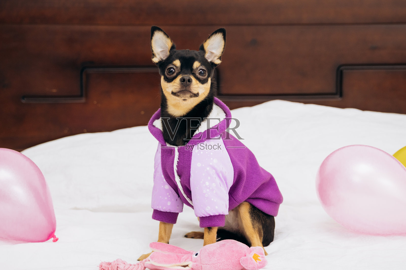 一只宠物吉娃娃坐在沙发上，注视着镜头。照片摄影图片