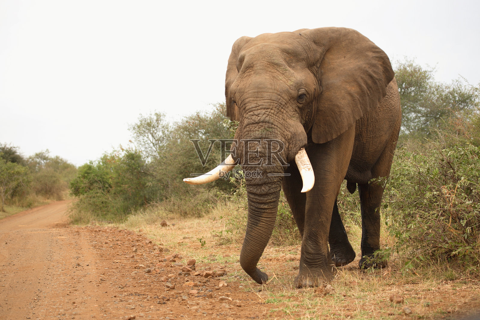 非洲象 / African elephant / Loxodonta africana照片摄影图片