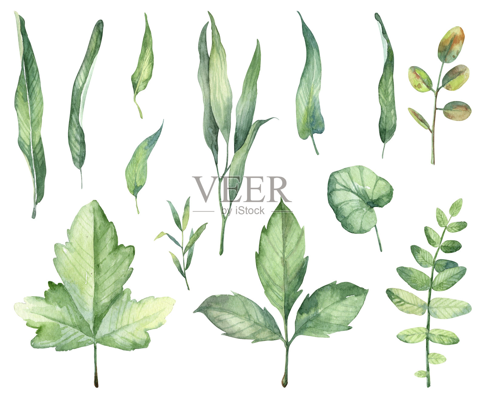 水彩手绘绿色叶子在白色背景上插画图片素材