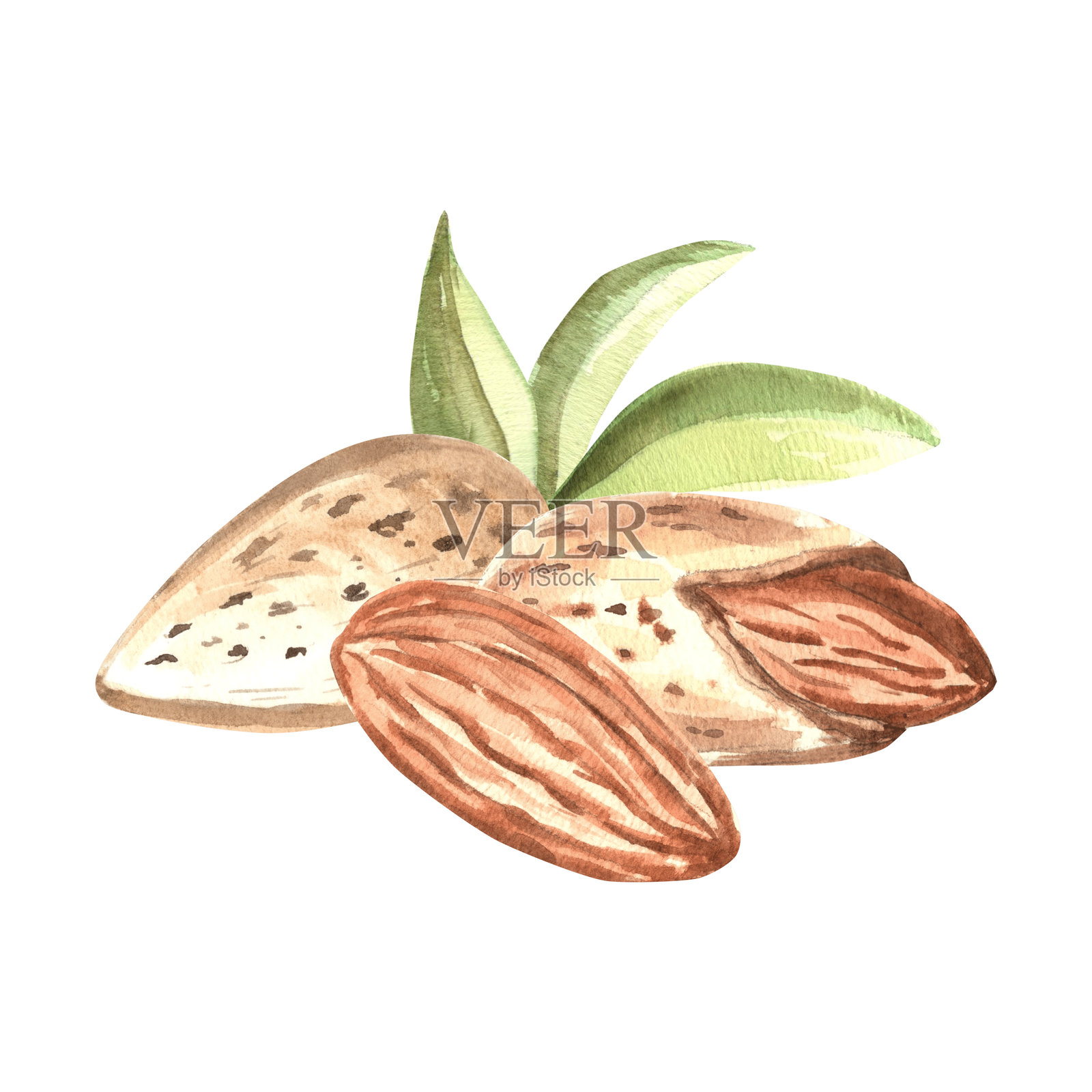 带皮杏仁果仁和叶子的手绘水彩插图。天然有机食品，健康饮食。烹饪或烘焙的原料，香料和调味品。食品设计和菜单的剪贴画。插画图片素材