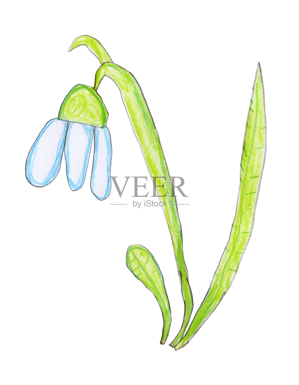 用彩色铅笔手绘的雪花莲花，孤立在白色背景上插画图片素材