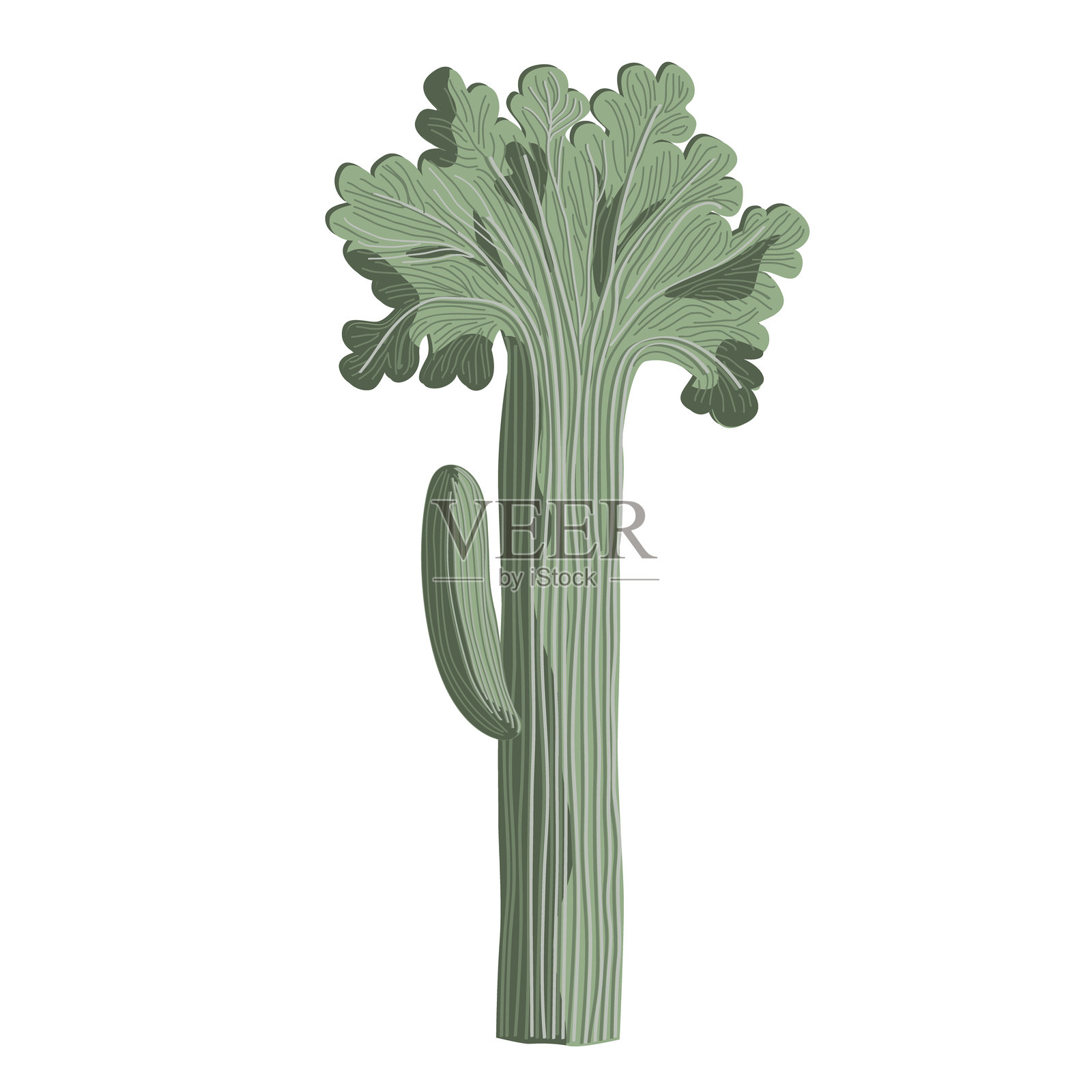 孤立的冠状沙漠仙人掌手绘插图。具有独特形状分支的冠状沙漠仙人掌。矢量图。插画图片素材