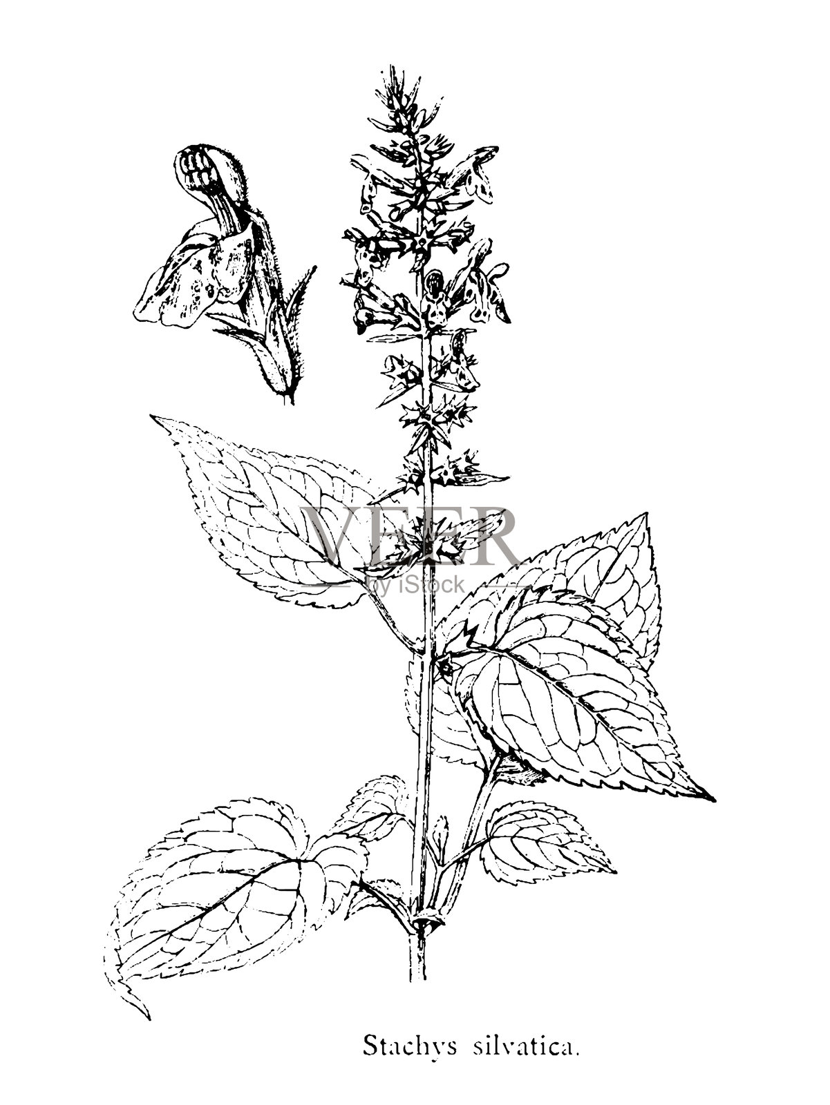 林地荨麻，常绿草本植物。插画图片素材