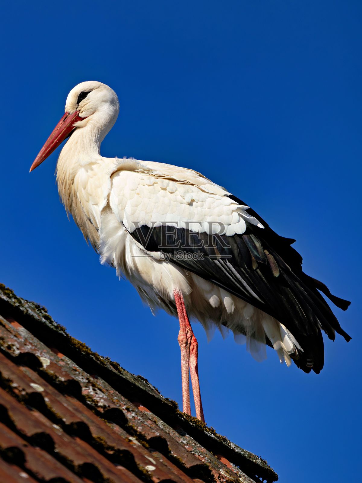 雄伟的鹳栖息在屋顶上，背景是晴朗的蓝天，展现出它优雅的羽毛照片摄影图片
