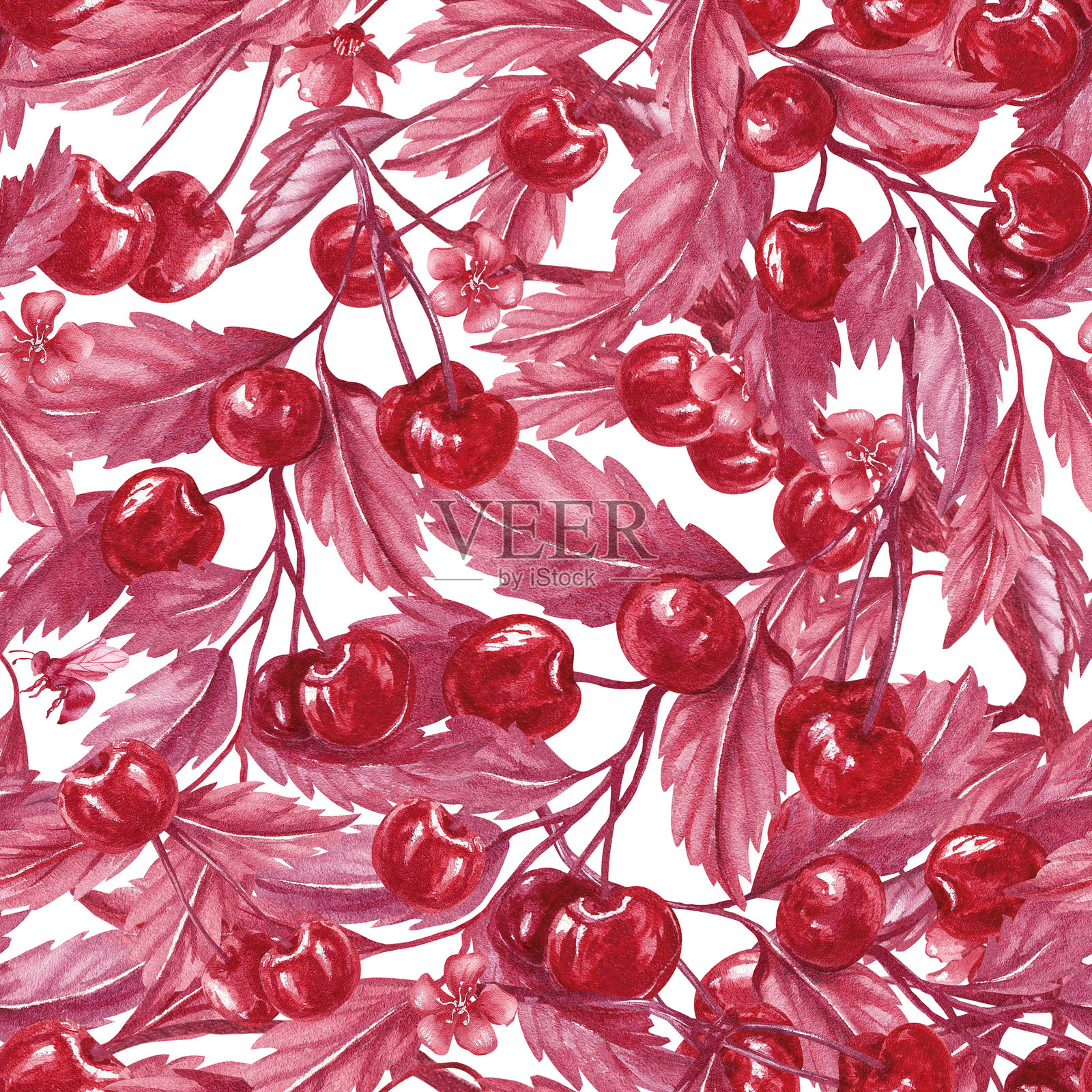无缝樱桃枝叶图案。樱花。单色水彩插图，背景透明。成熟的红色浆果，适用于纺织品、包装产品线、手机壳。插画图片素材