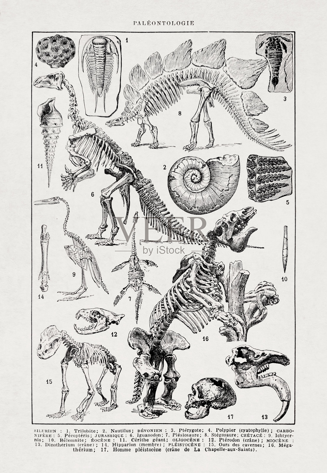 19世纪关于古生物学中骨骼的插图插画图片素材