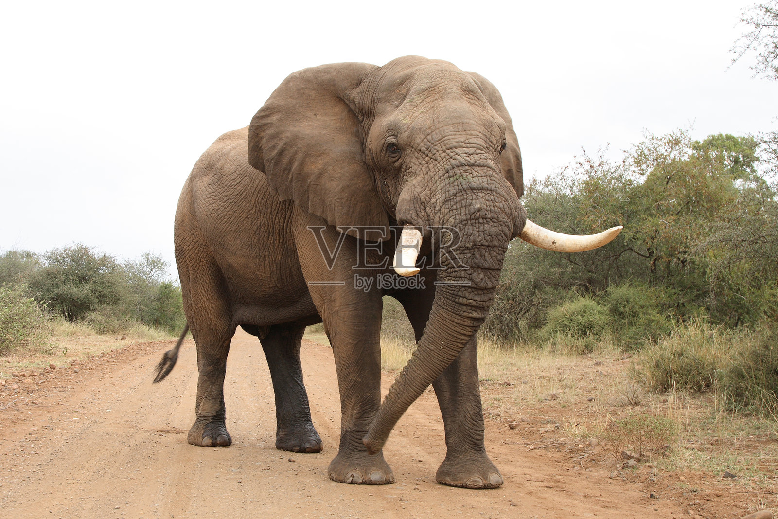 非洲象 / 非洲象 / 非洲象照片摄影图片