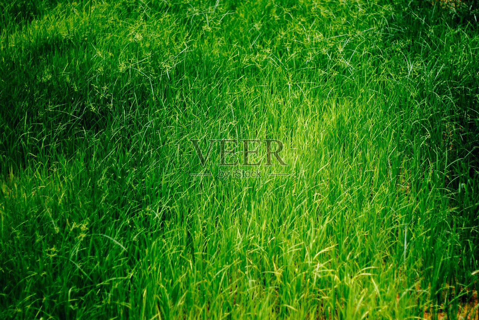 乡村的自然风光照片摄影图片