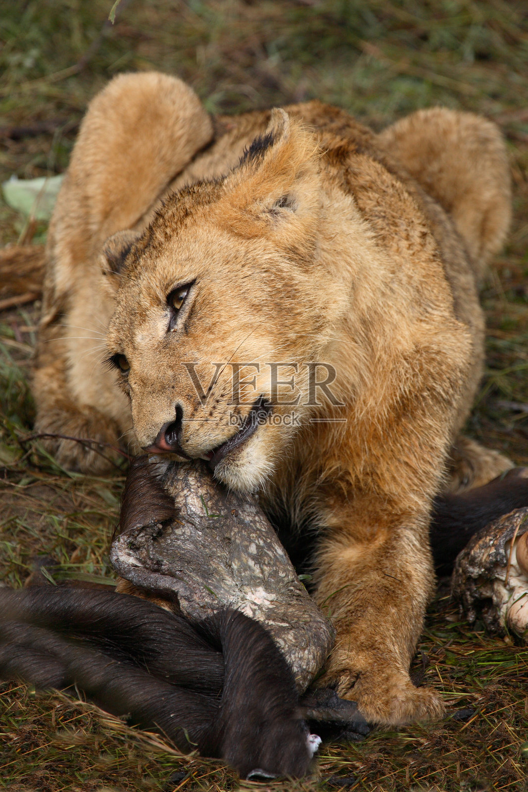 非洲狮 / Panthera Leo照片摄影图片