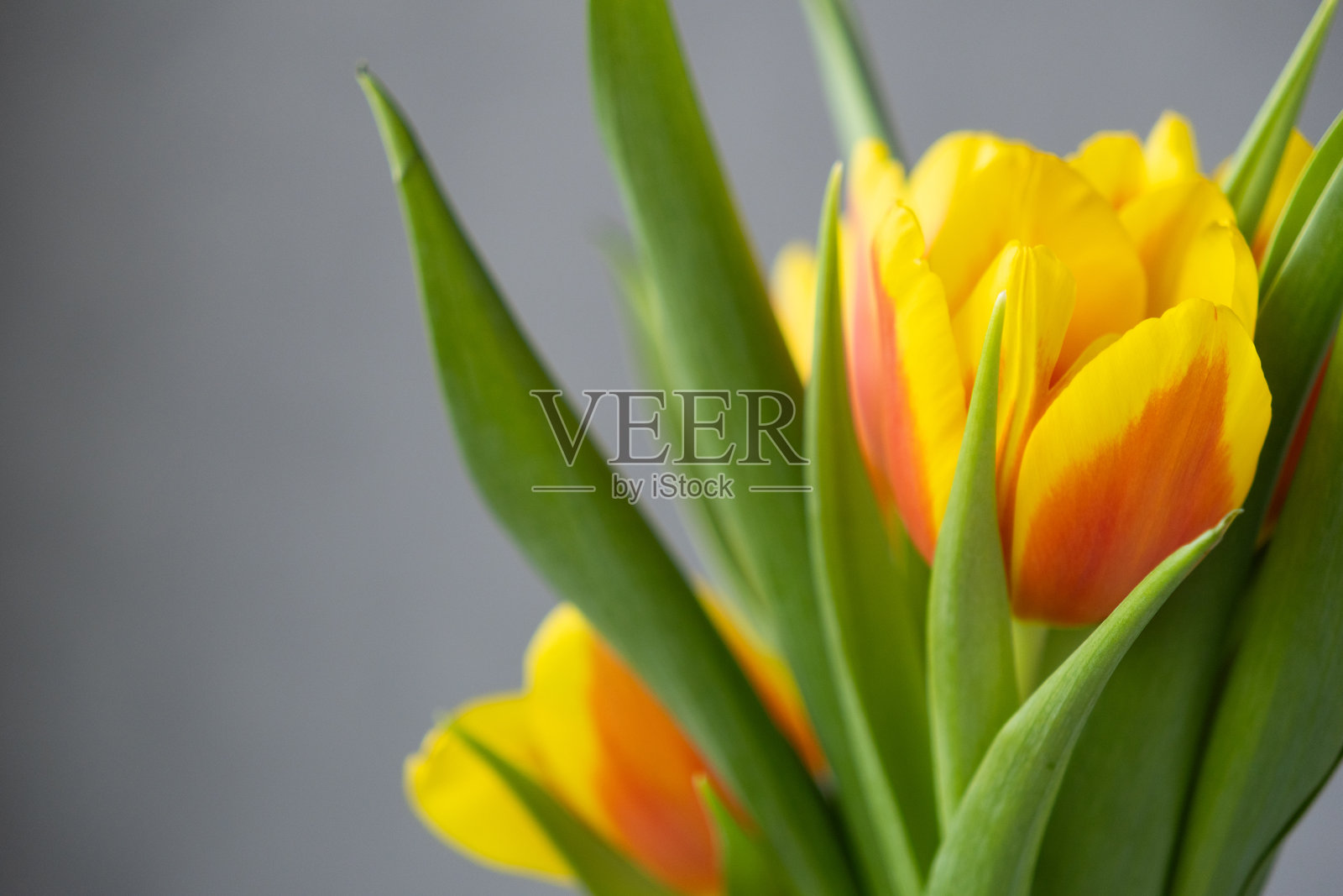 特写镜头的花朵，灰色背景上的黄色郁金香。花艺师，花店。花束。照片摄影图片