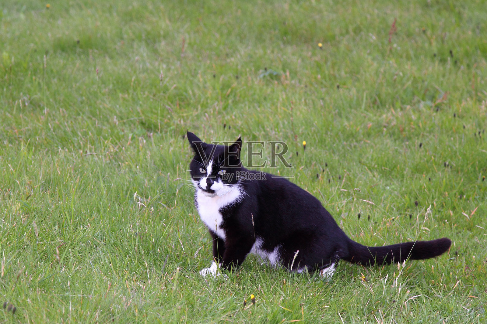 家猫 / 家猫 / 家猫照片摄影图片