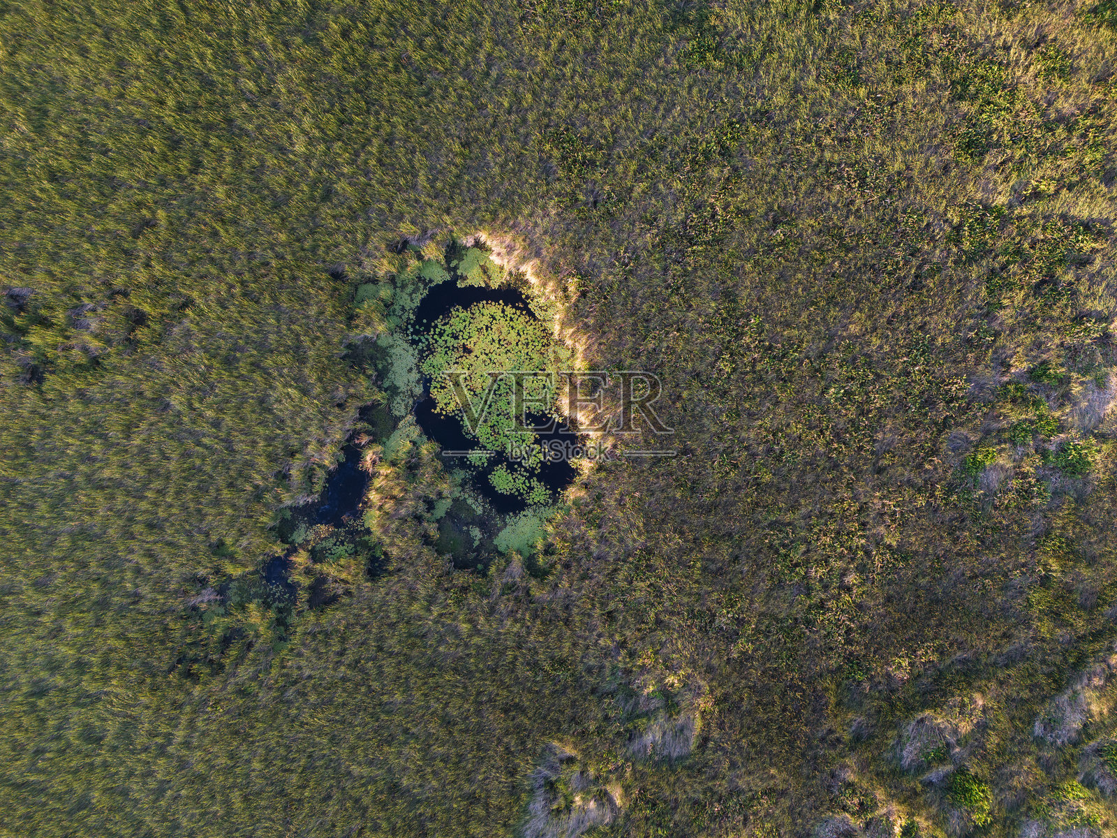 独特的绿洲被郁郁葱葱的植被环绕，宁静的自然风光照片摄影图片