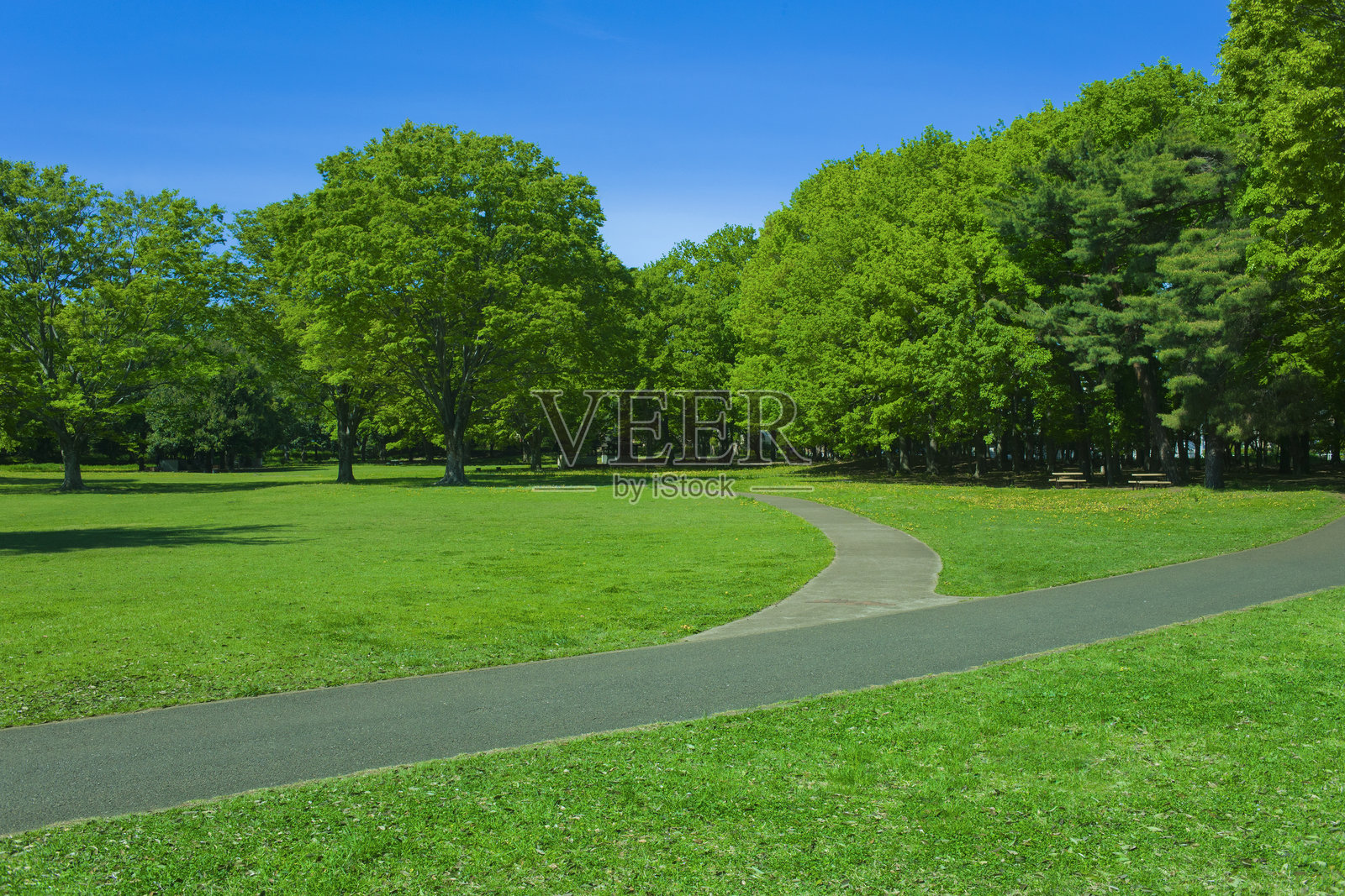 公园里的跑步道照片摄影图片