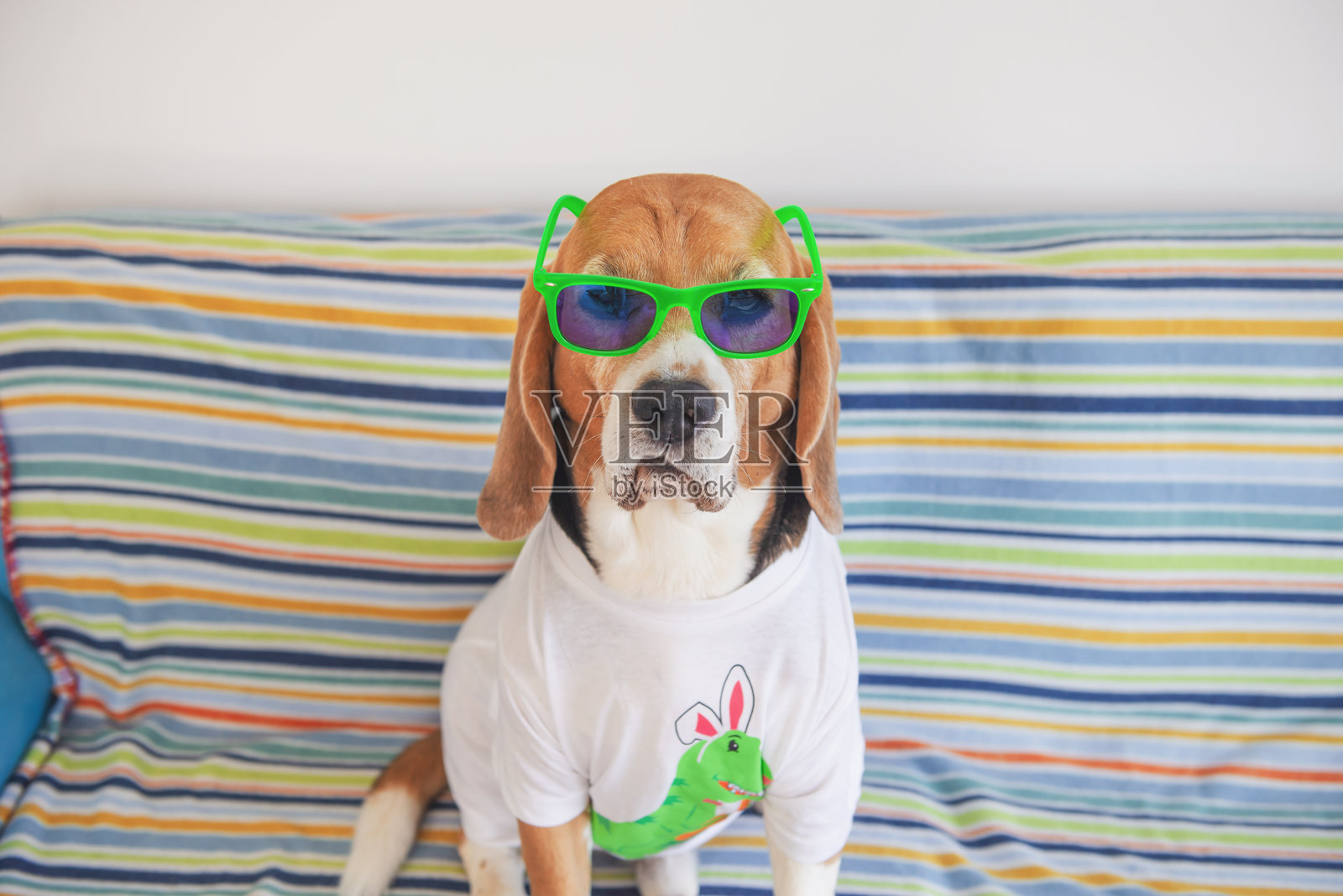 戴着太阳镜的搞笑比格犬照片摄影图片