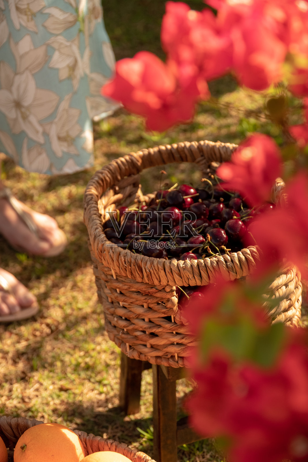 花园野餐户外布置，甜点、水果与自然照片摄影图片