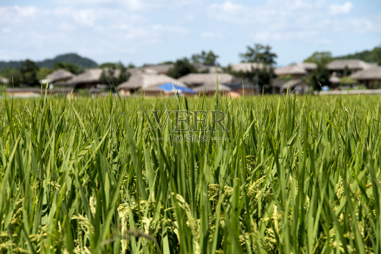 乡村的稻田照片摄影图片