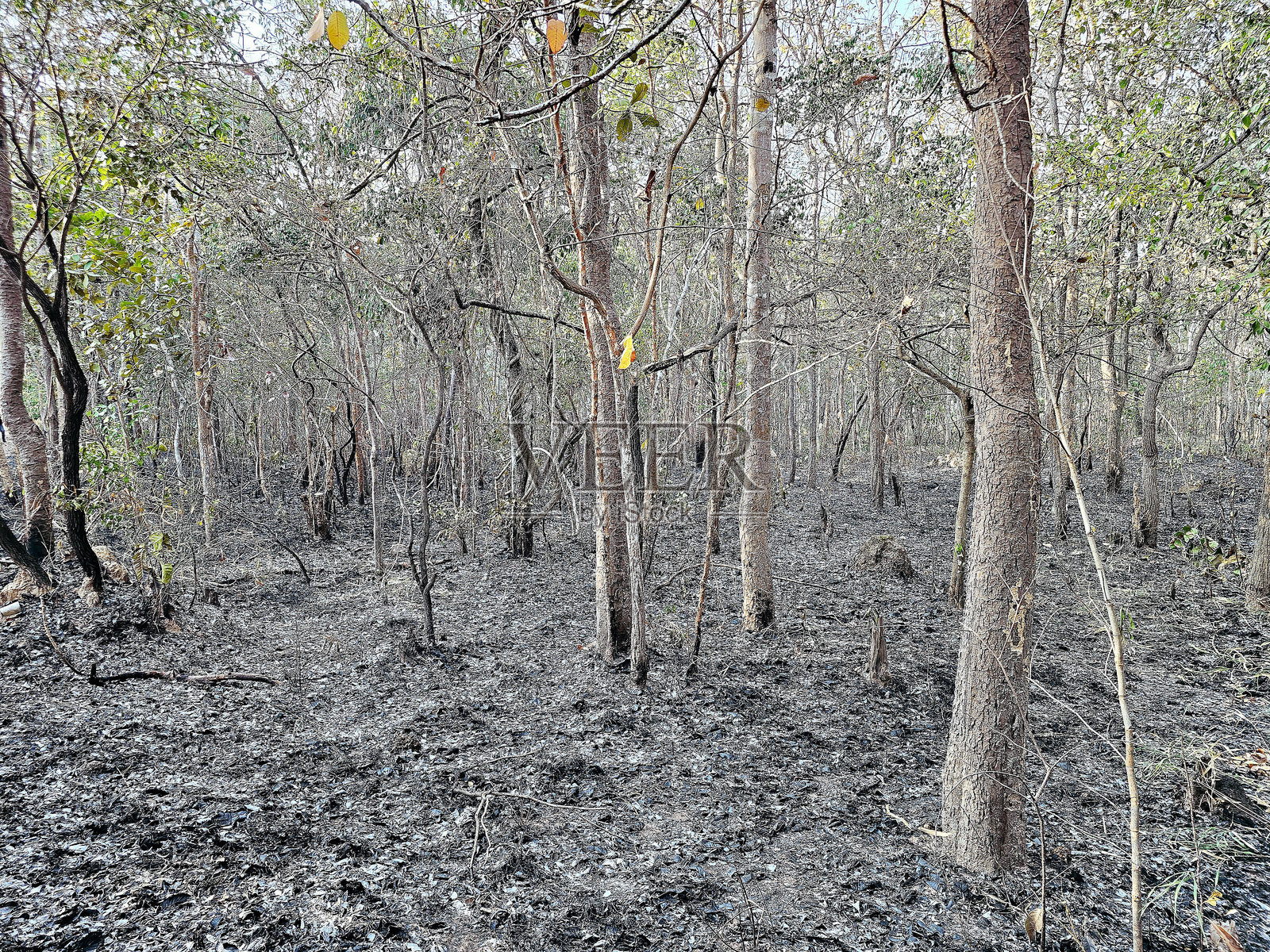 泰国森林火灾造成的损害。照片摄影图片