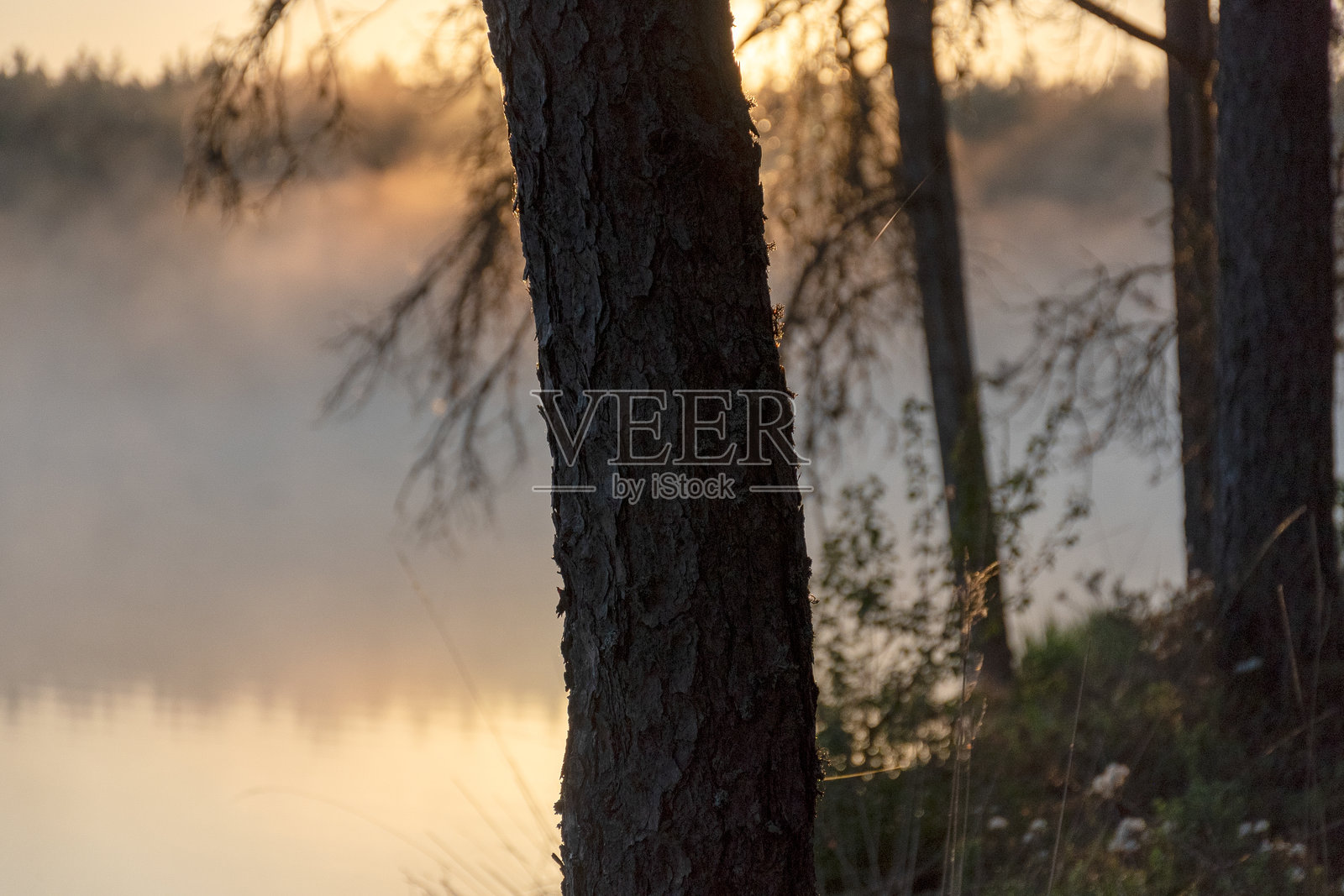 树木的黑色剪影，背光中的树枝，沼泽湖，雾气背景照片摄影图片