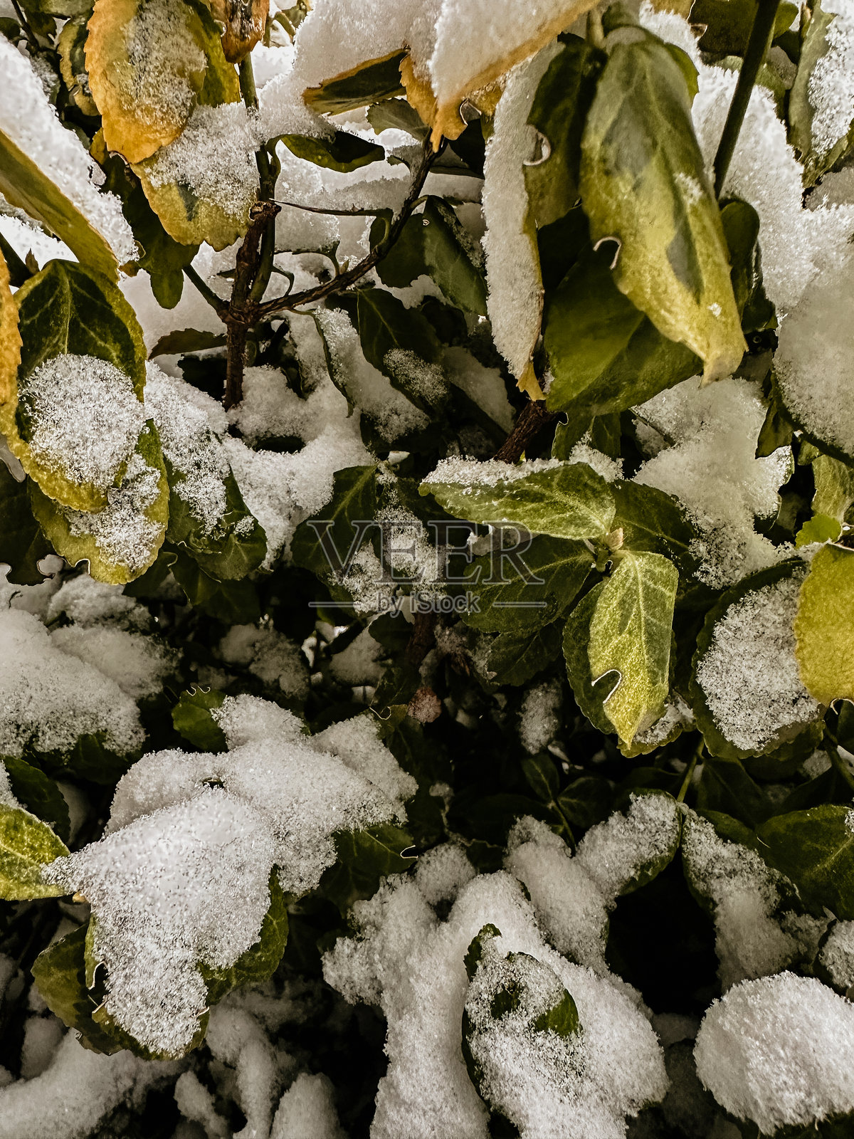 冬季常春藤雪景自然细节照片摄影图片